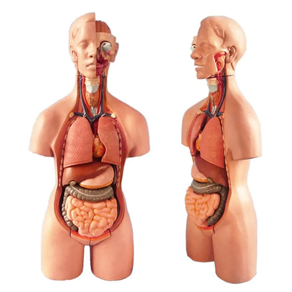 Newly 4D Anatomical Assembly Model of Human Organs