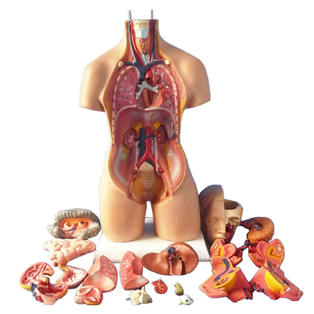 Newly 4D Anatomical Assembly Model of Human Organs