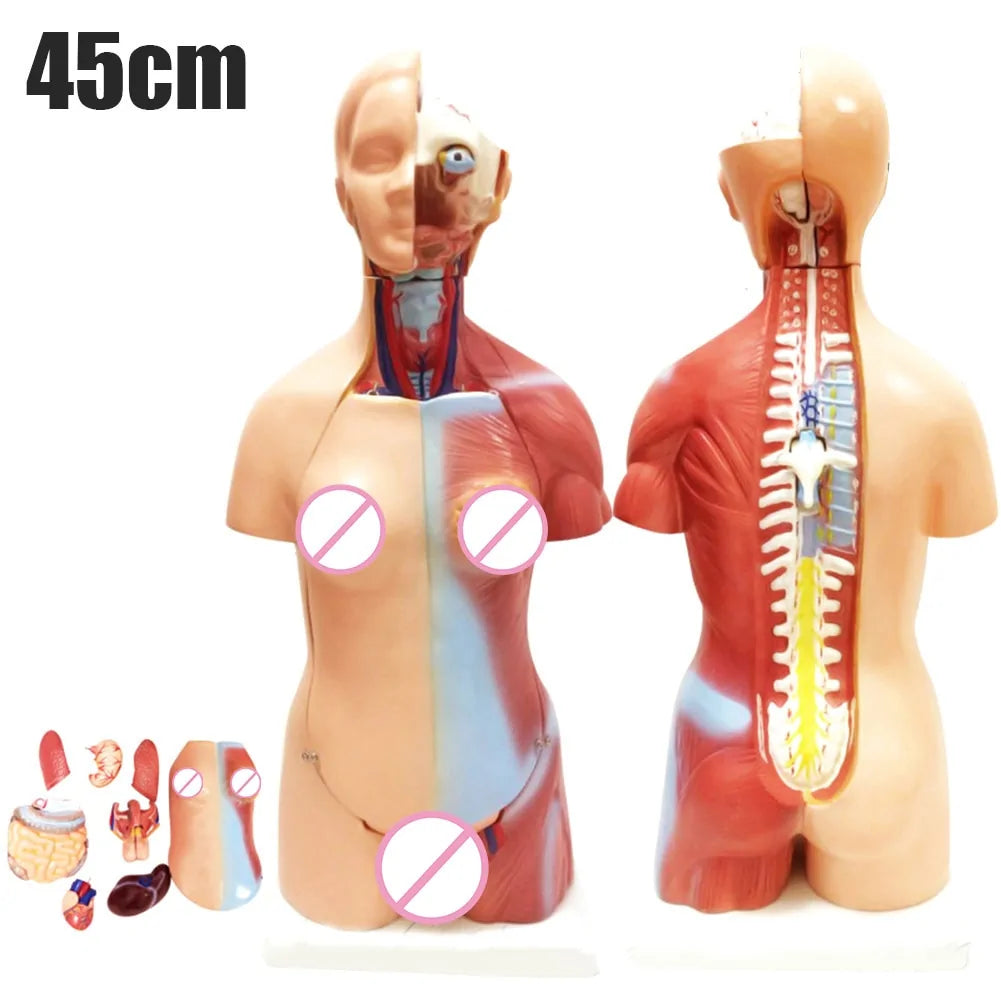 Newly 4D Anatomical Assembly Model of Human Organs