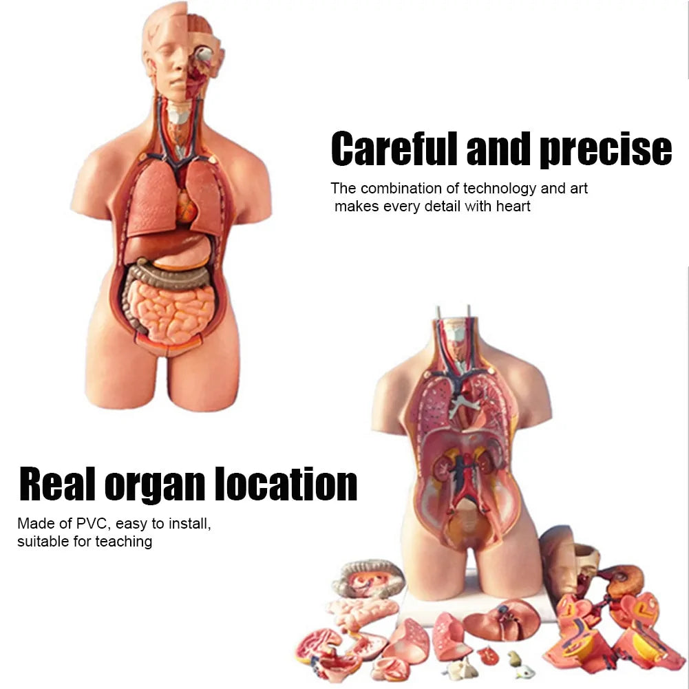 Newly 4D Anatomical Assembly Model of Human Organs