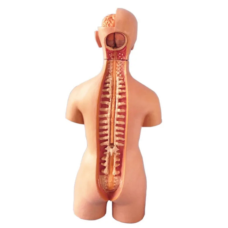 Newly 4D Anatomical Assembly Model of Human Organs