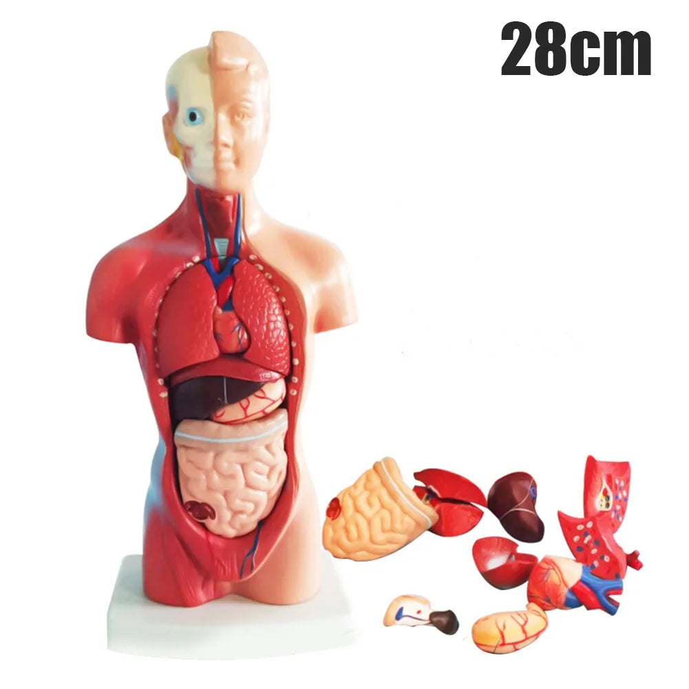 Newly 4D Anatomical Assembly Model of Human Organs